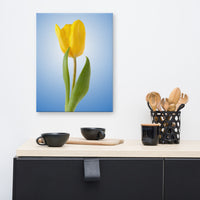 Yellow Tulip Minimal Floral Nature Photo Canvas Wall Art Print
