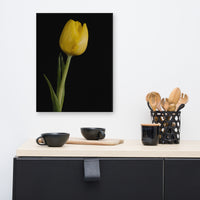Yellow Tulip on Black Background 5 Floral Nature Canvas Wall Art Prints