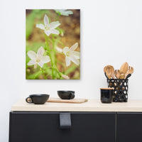 Tranquil Carolina Spring Beauty Floral Nature Canvas Wall Art Prints