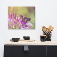 Spider Flower in Glory Light With Spotted Moth Floral Nature Canvas Wall Art Prints