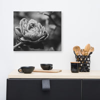 Perfect Petals High Contrast Black and White Floral Nature Canvas Wall Art Prints