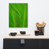 Leaves of Canna Lily Botanical Nature Canvas Wall Art Prints