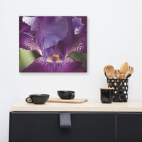 Glowing Iris Moody Midnight Floral Nature Canvas Wall Art Prints