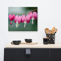 Be Still My Bleeding Heart Floral Nature Canvas Wall Art Prints