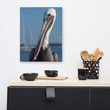 Bob The Pelican Bird 3 Color Wildlife Photo Canvas Wall Art Prints