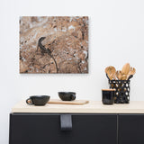Lizard Rock Colorized Wildlife Photograph Canvas Wall Art Prints