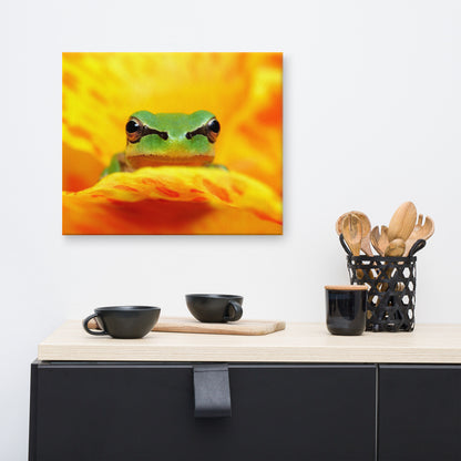 Hyla Green Frog on Yellow and Orange Flower Petals Wildlife Floral Nature Photo Canvas Wall Art Print