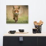 Young Female Red Fox In Forest Animal Wildlife Nature Photograph Canvas Wall Art Prints