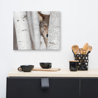Hiding Wolf Behind Birch Tree In The Forest Animal Wildlife Nature Photograph Canvas Wall Art Prints