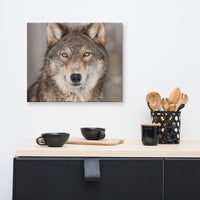 Portrait of Gray Wolf In The Forest Animal Wildlife Nature Photograph Canvas Wall Art Prints