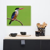Black Capped Kingfisher Bird on Perch Animal Wildlife Photograph Canvas Wall Art Prints