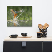 Flying Turquoise Blue and Orange Common Kingfisher Bird With Fish Animal Wildlife Photograph Canvas Wall Art Prints