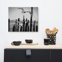 Flying Sea Gull in Black and White Animal / Wildlife Photograph Canvas Wall Art Prints