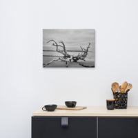 Beach Scene Canvas Wall Art: Driftwood on Boneyard Beach Florida 3 Black and White Rustic Coastal Landscape Photo Canvas Wall Art Print
