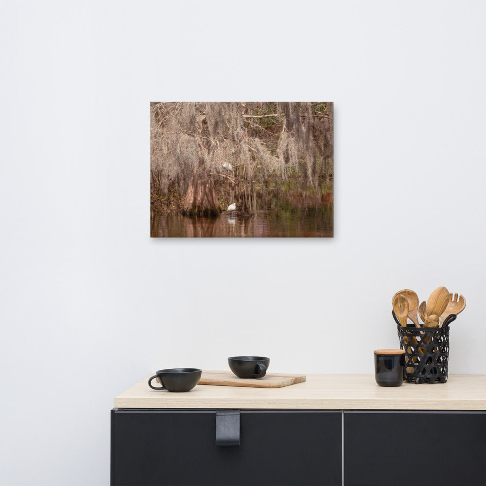 Large Landscape Canvas: Ibis In The Cypress Trees Backwoods Coastal Landscape Photo Canvas Wall Art Prints
