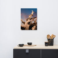 Kirklands Coastal Wall Art: Wilted Cypress Tree and Sunrise Nature Photo Canvas Wall Art Prints