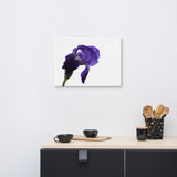 Iris On White Floral Nature Canvas Wall Art Prints