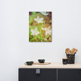 Tranquil Carolina Spring Beauty Floral Nature Canvas Wall Art Prints