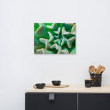 Succulent Botanical Nature Canvas Wall Art Prints