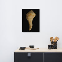 States of Erosion Image 9 Whelk Shell Coastal Nature Canvas Wall Art Prints