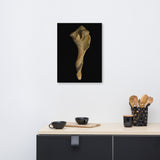 States of Erosion Image 3 Whelk Shell Coastal Nature Canvas Wall Art Prints