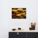 Mushroom Family Botanical Nature Canvas Wall Art Prints