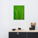 Leaves of Canna Lily Botanical Nature Canvas Wall Art Prints