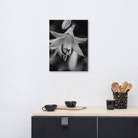 Hosta Bloom Black and White Floral Nature Canvas Wall Art Prints