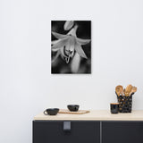 Hosta Bloom Black and White Floral Nature Canvas Wall Art Prints