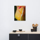 Dew on Yellow Rose Floral Nature Canvas Wall Art Prints