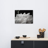 Delicate Rose Black and White Floral Nature Canvas Wall Art Prints