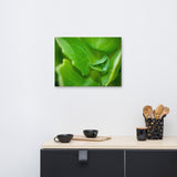 Cupped Droplet Botanical Nature Canvas Wall Art Prints