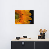 Close-up Sunflower Floral Nature Canvas Wall Art Prints
