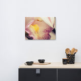 Close-up of Orchid Floral Nature Canvas Wall Art Prints
