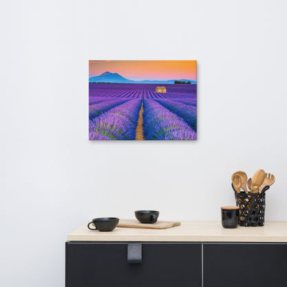 Blooming Lavender Field and Sunset Floral Landscape Photograph Canvas Wall Art Prints