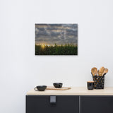 Rows of Corn Rural Landscape Canvas Wall Art Prints