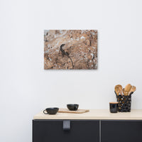 Lizard Rock Colorized Wildlife Photograph Canvas Wall Art Prints