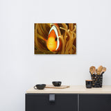 Close-up Orange Tropical Clownfish Face in Coral Animal Wildlife Photograph Canvas Wall Art Print