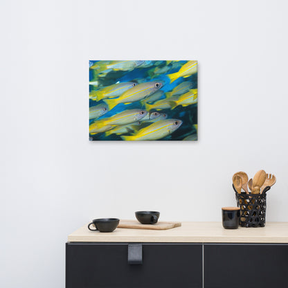 School of Yellow Tropical Fish in Blue Ocean Water Animal Wildlife Photograph Canvas Wall Art Print