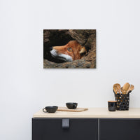 Red Fox Face in Stump Of Tree Animal Wildlife Nature Photograph Canvas Wall Art Prints