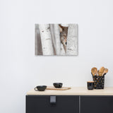 Hiding Wolf Behind Birch Tree In The Forest Animal Wildlife Nature Photograph Canvas Wall Art Prints