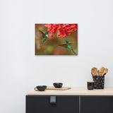 Hummingbirds with Reddish-Orange Flowers Animal Wildlife Photograph Canvas Wall Art Prints