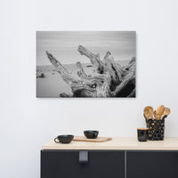 White Coastal Wall Decor: Driftwood on Boneyard Beach Florida 4 Black and White Coastal Nature Photo Canvas Wall Art Print