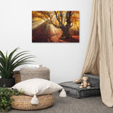 Old Magical Tree in Forest with Glory Rays Landscape Photo Canvas Wall Art Prints