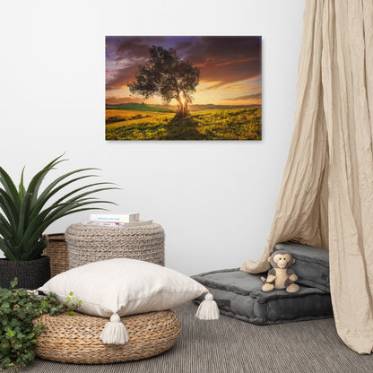 Countryside Olive Tree Sunset Landscape Photo Canvas Wall Art Prints