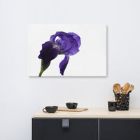 Iris On White Floral Nature Canvas Wall Art Prints