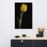 Yellow Tulip on Black Background 5 Floral Nature Canvas Wall Art Prints