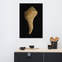 States of Erosion Image 9 Whelk Shell Coastal Nature Canvas Wall Art Prints