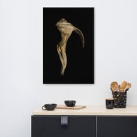 States of Erosion Image 4 Whelk Shell Coastal Nature Canvas Wall Art Prints