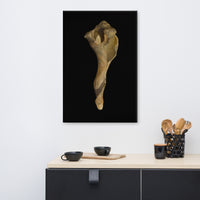 States of Erosion Image 3 Whelk Shell Coastal Nature Canvas Wall Art Prints